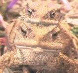 Erdkr�te (Portr�t-Aufnahme): P�rchen oder 