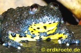 Gelbbauchunke (Bombina variegata)