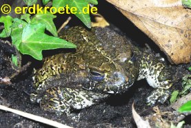 Wechselkr�te (Bufo viridis)