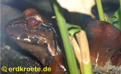 Agakr�te (Bufo marinus)