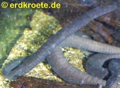 Schwimmw�hle (Typhlonectes compressicauda)