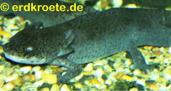 Axolotl, Ambystoma mexicanum