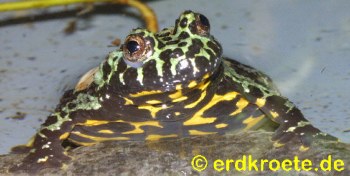 Chinesische Rotbauchunke (Bombina orientalis)