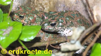 Atlaskr�te, Bufo brongersmai