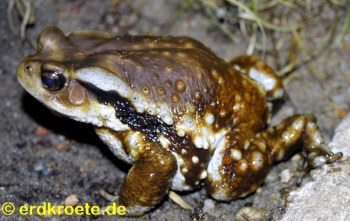 Chinesische Stachelkr�te, Bufo gargarizans