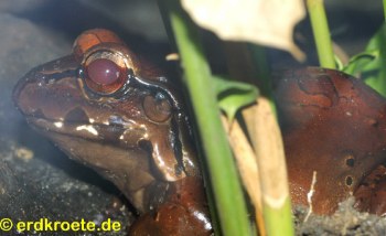 S�damerikanischer Ochsenfrosch, Leptodactylus pentadactylus