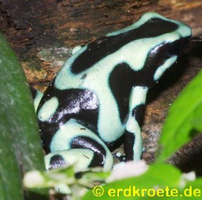Goldbaumsteiger (Dendrobates auratus)
