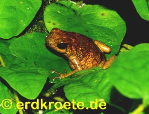 Erdbeerfrosch (Dendrobates pumilio)