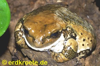 Giftlaubfrosch (Phryohyas venulosa)