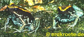 Gestreifter Blattsteiger (Phyllobatus vittatus)