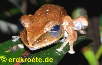 Wei�bart-Ruderfrosch (Racophorus leucomystax)