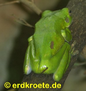 Litoria infrafrenata - Riesenlaubfrosch aus Neu-Guinea