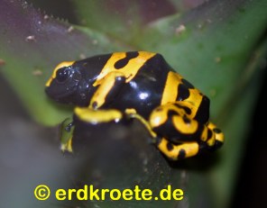 Gelbgeb�nderter Baumsteiger, Dendrobates leucomelas