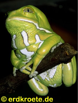 Maki-Frosch, Phyllomedusa sauvagei