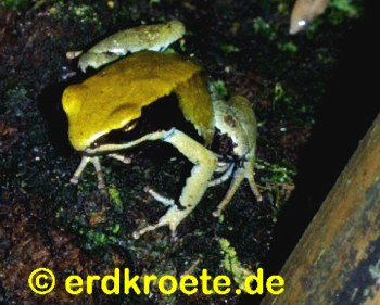Gr�nes Goldfr�schchen, Mantella viridis