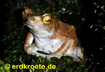 Gefleckte Baumkr�te, Pedostibes hosei