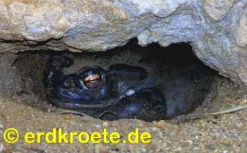 Sonora-Kr�te, Bufo alvarius