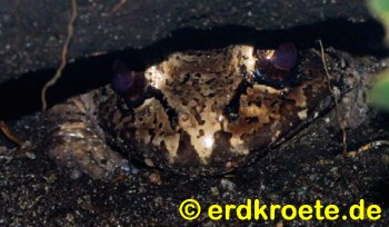 S�damerikanischer Ochsenfrosch, Leptodactylus pentadactylus