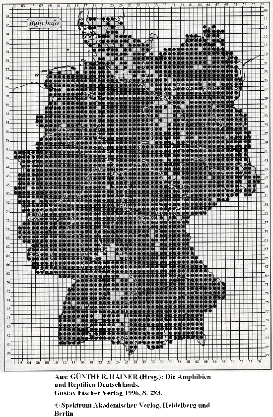 Erdkröte